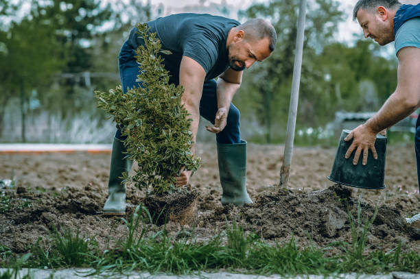 Best Hazardous Tree Removal  in Marion, KS