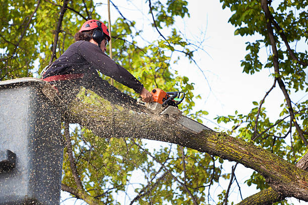 Seasonal Cleanup (Spring/Fall) in Marion, KS